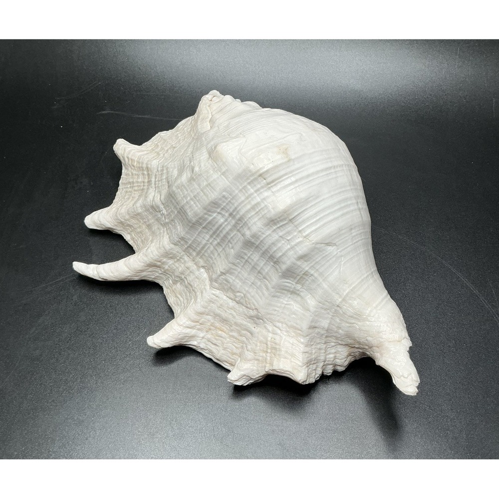 Spider Conch Shell, 8", Polished and in Excellent Condition